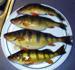 Perch