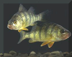 Perch!